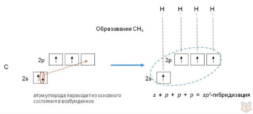 Гибридизация
