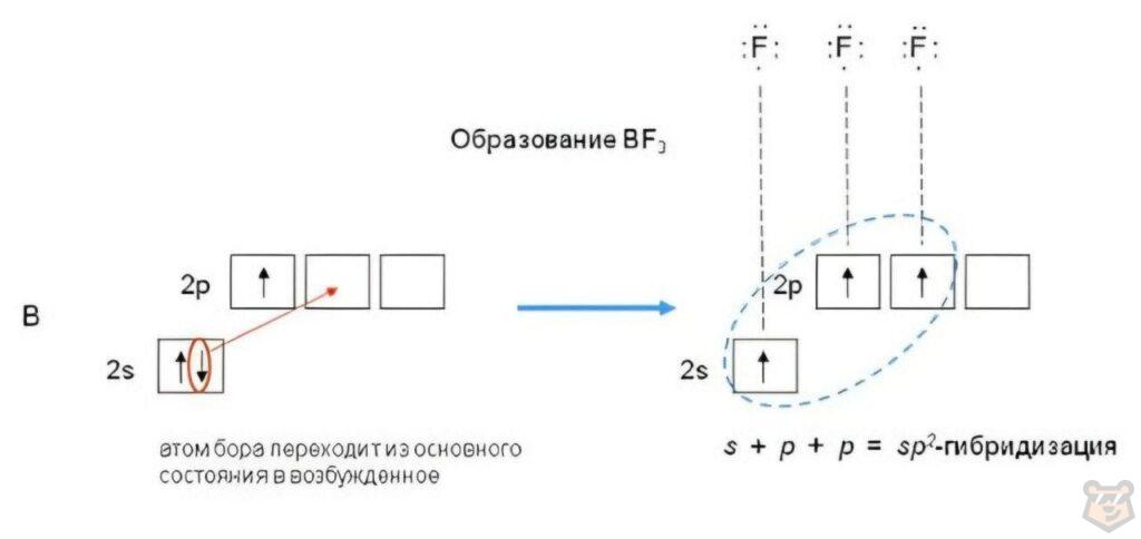 Гибридизация